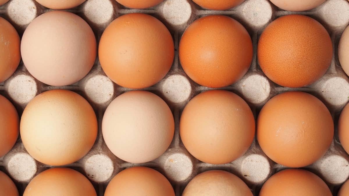 Are Conventional Eggs Considered Vegan