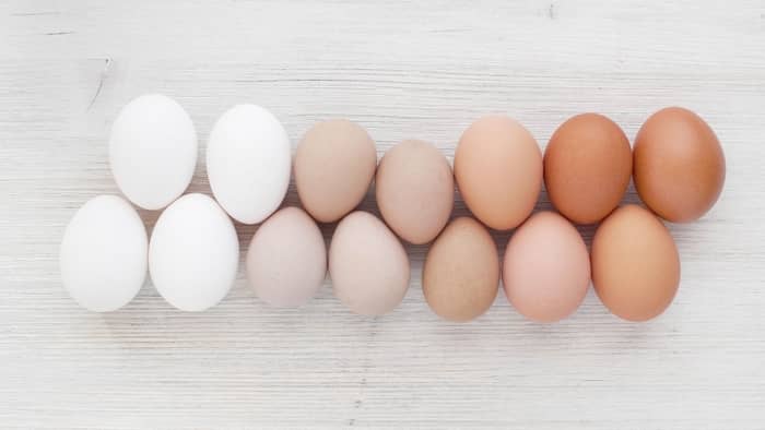  why don't vegans eat eggs